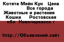 Котята Мейн Кун › Цена ­ 15 000 - Все города Животные и растения » Кошки   . Ростовская обл.,Новочеркасск г.